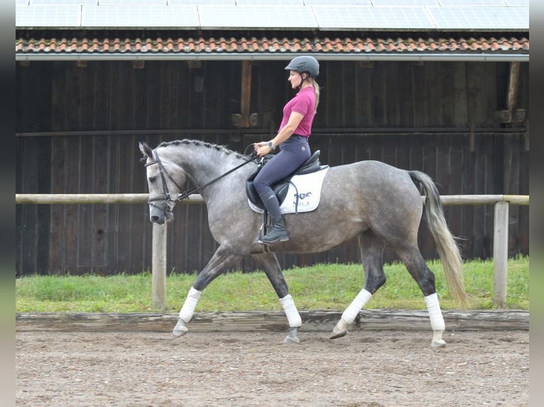 Más caballos centroeuropeos Yegua 4 años 163 cm Tordo in Wellheim