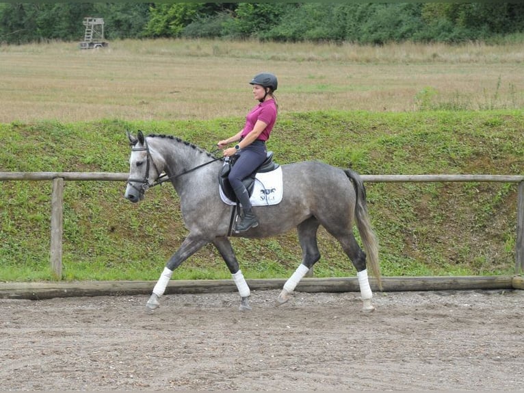 Más caballos centroeuropeos Yegua 4 años 163 cm Tordo in Wellheim