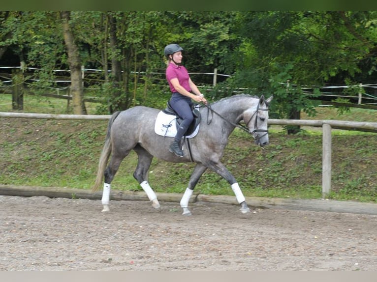 Más caballos centroeuropeos Yegua 4 años 163 cm Tordo in Wellheim