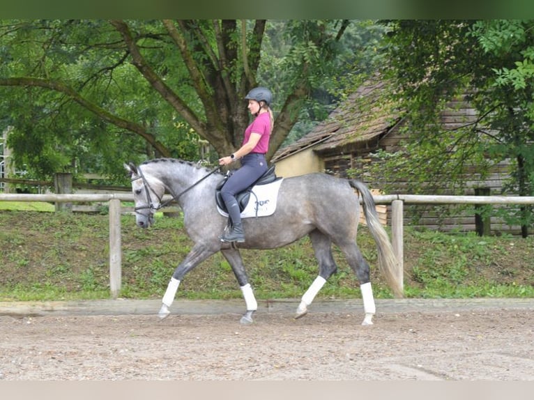 Más caballos centroeuropeos Yegua 4 años 163 cm Tordo in Wellheim