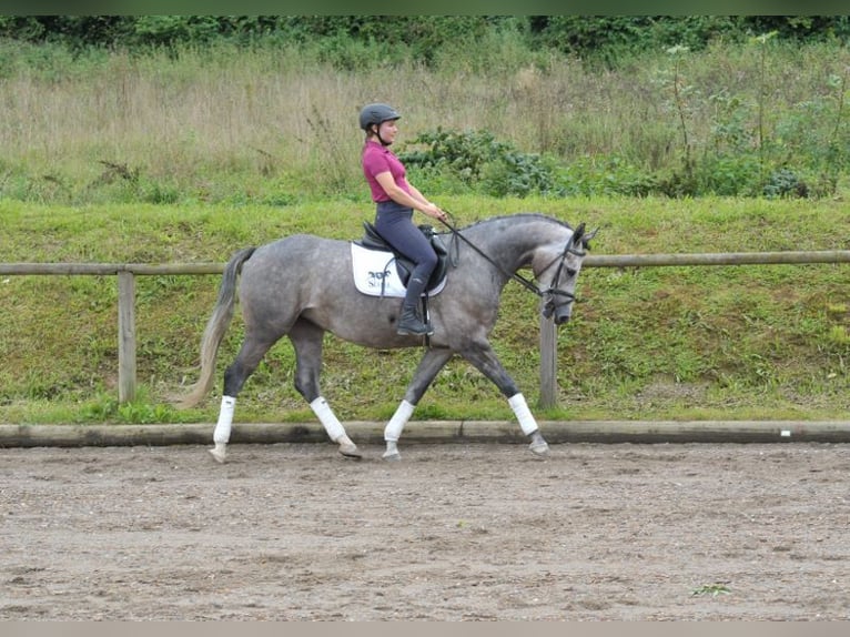 Más caballos centroeuropeos Yegua 4 años 163 cm Tordo in Wellheim