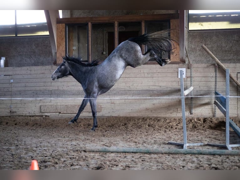 Más caballos centroeuropeos Yegua 4 años 163 cm Tordo in Radovljica