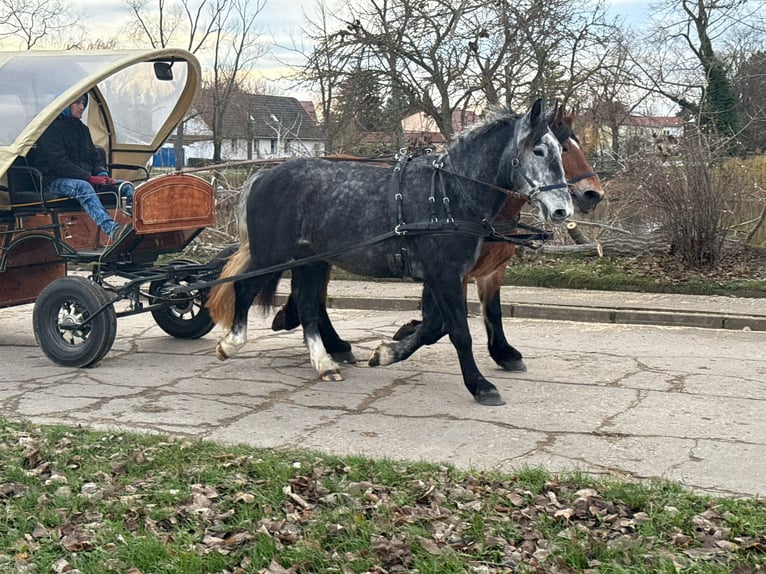 Más caballos centroeuropeos Yegua 4 años 163 cm Tordo rodado in Gleina