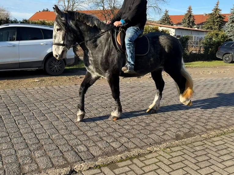 Más caballos centroeuropeos Yegua 4 años 163 cm Tordo rodado in Gleina