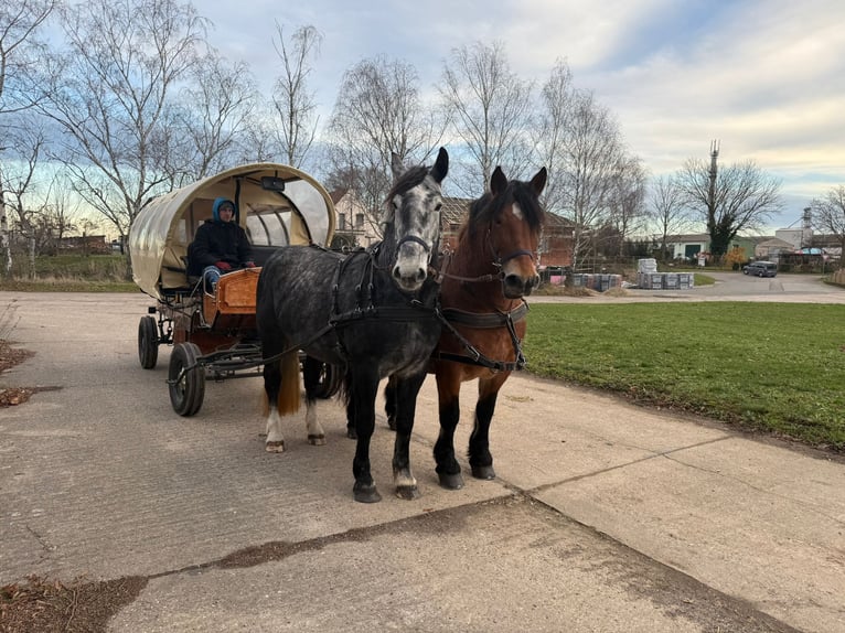 Más caballos centroeuropeos Yegua 4 años 163 cm Tordo rodado in Gleina