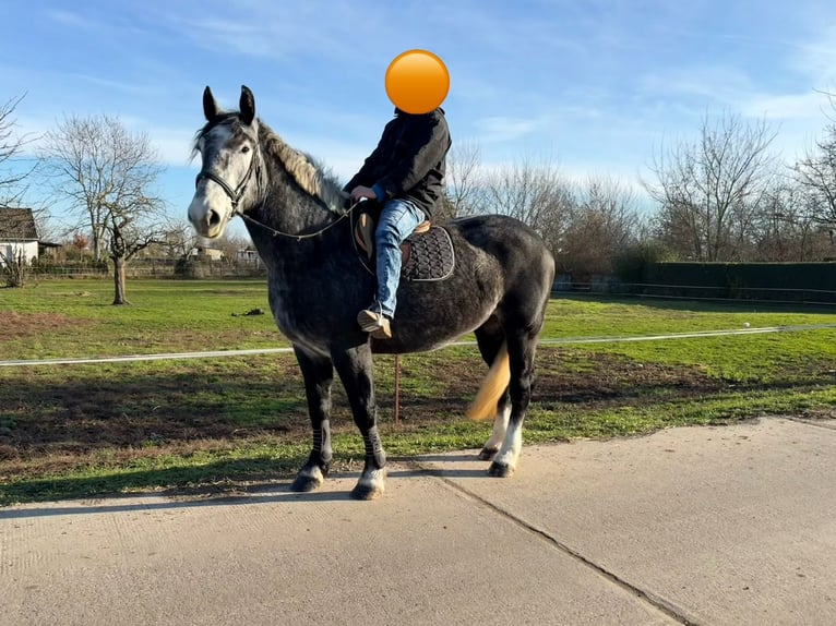 Más caballos centroeuropeos Yegua 4 años 163 cm Tordo rodado in Gleina