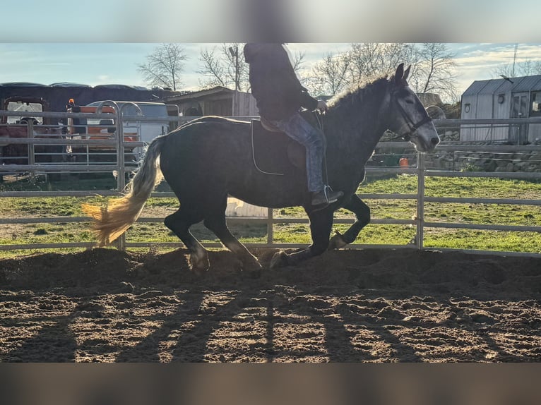 Más caballos centroeuropeos Yegua 4 años 163 cm Tordo rodado in Gleina