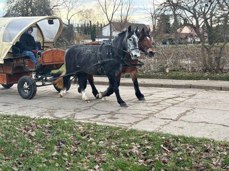 Más caballos centroeuropeos Yegua 4 años 163 cm Tordo rodado in Gleina