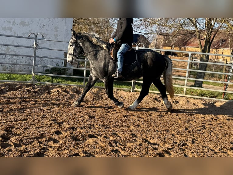 Más caballos centroeuropeos Yegua 4 años 163 cm Tordo rodado in Gleina