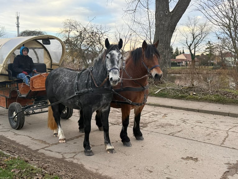 Más caballos centroeuropeos Yegua 4 años 163 cm Tordo rodado in Gleina