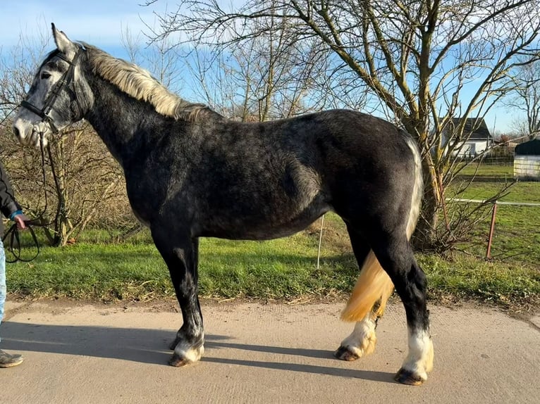 Más caballos centroeuropeos Yegua 4 años 163 cm Tordo rodado in Gleina