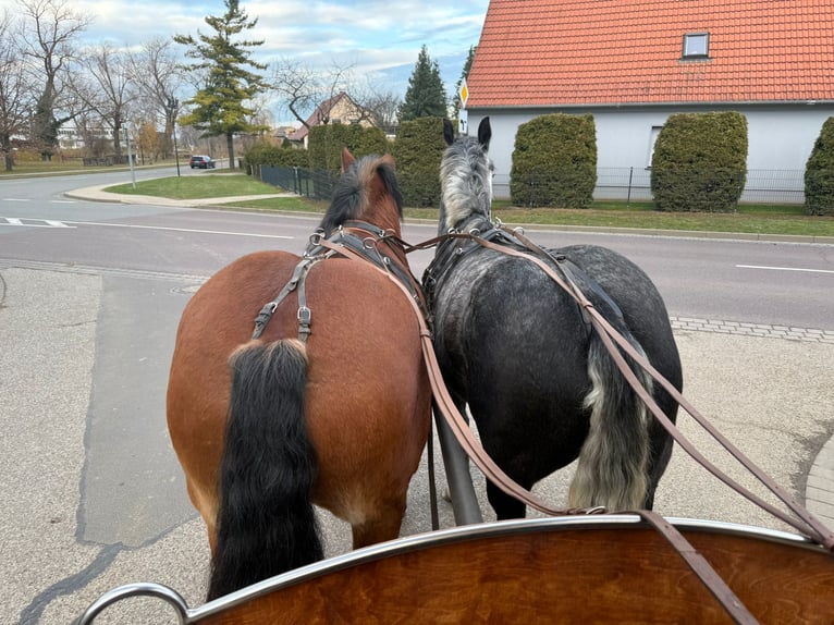 Más caballos centroeuropeos Yegua 4 años 163 cm Tordo rodado in Gleina