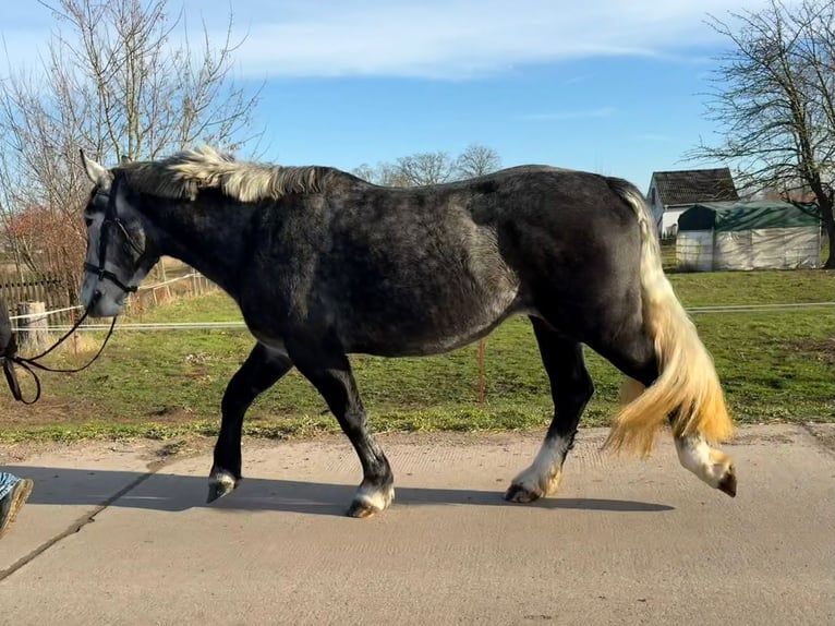 Más caballos centroeuropeos Yegua 4 años 163 cm Tordo rodado in Gleina