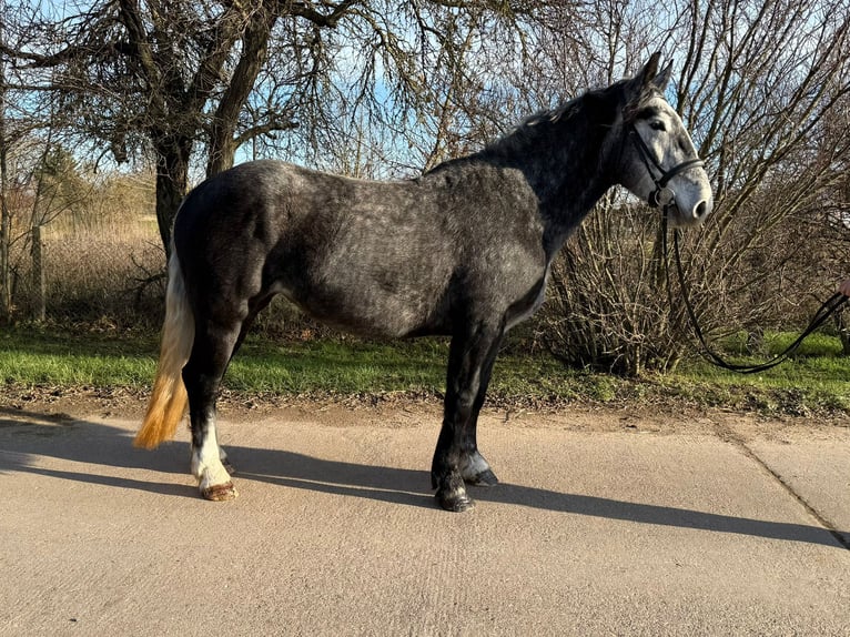 Más caballos centroeuropeos Yegua 4 años 163 cm Tordo rodado in Gleina