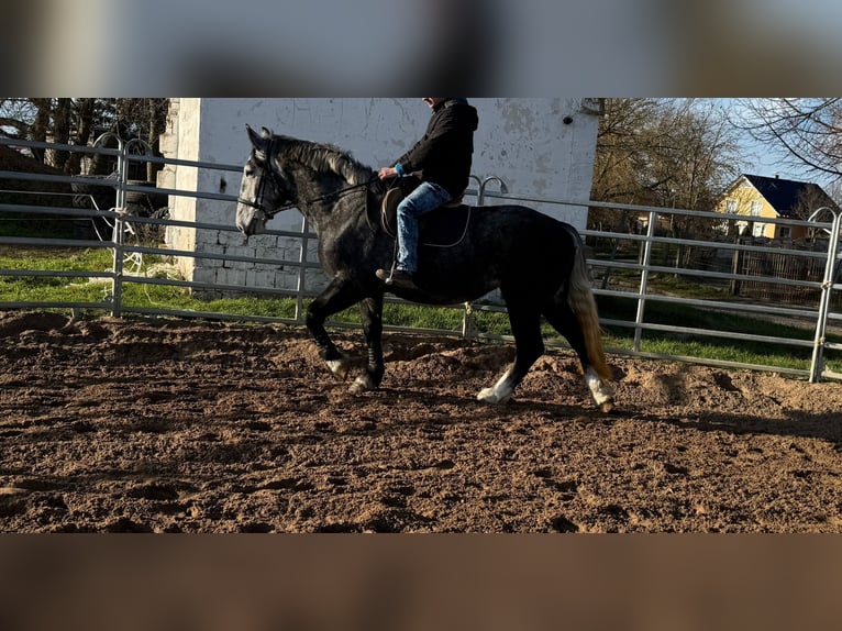 Más caballos centroeuropeos Yegua 4 años 163 cm Tordo rodado in Gleina