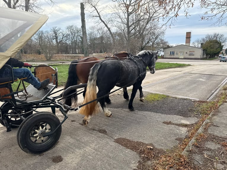 Más caballos centroeuropeos Yegua 4 años 163 cm Tordo rodado in Gleina