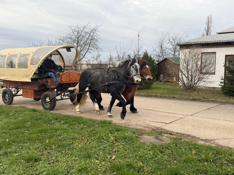 Más caballos centroeuropeos Yegua 4 años 163 cm Tordo rodado in Gleina