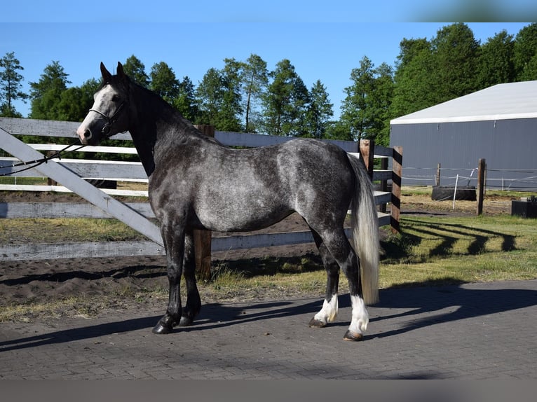 Más caballos centroeuropeos Yegua 4 años 163 cm Tordo rodado in Chełmno