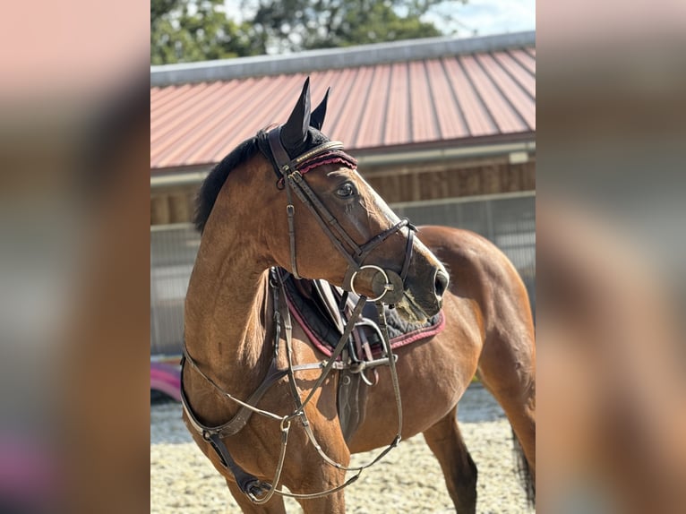 Más caballos centroeuropeos Yegua 4 años 164 cm Castaño in Erharting