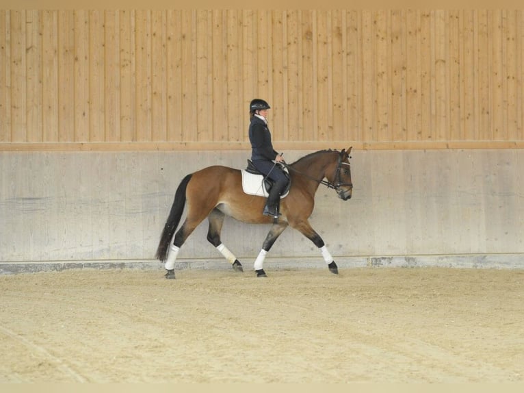 Más caballos centroeuropeos Yegua 4 años 164 cm Castaño claro in Wellheim