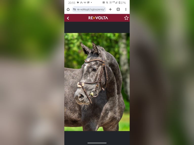 Más caballos centroeuropeos Yegua 4 años 164 cm Tordo in Stryków