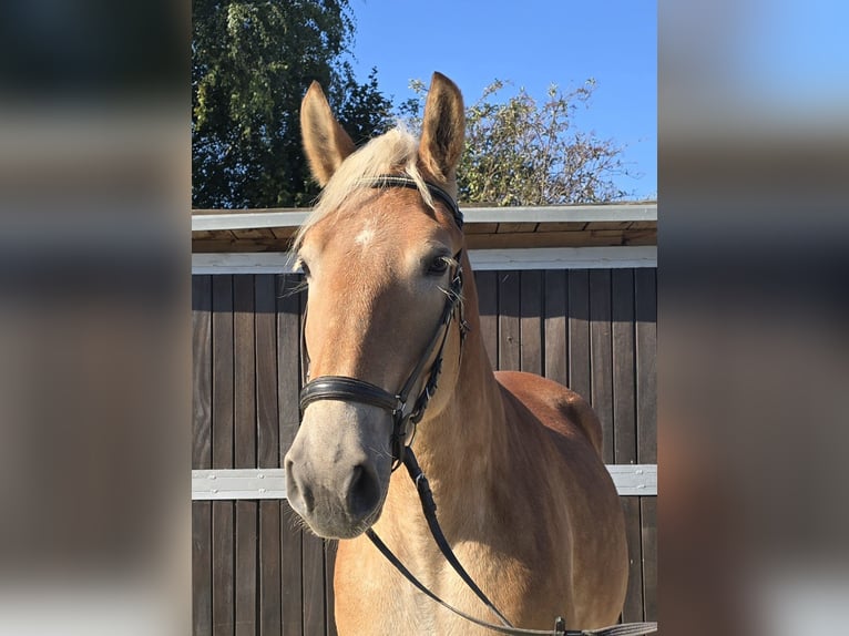 Más caballos centroeuropeos Mestizo Yegua 4 años 165 cm Alazán in M&#xFC;lheim an der Ruhr