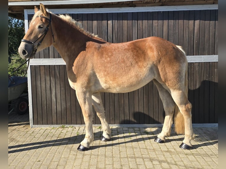 Más caballos centroeuropeos Mestizo Yegua 4 años 165 cm Alazán in M&#xFC;lheim an der Ruhr