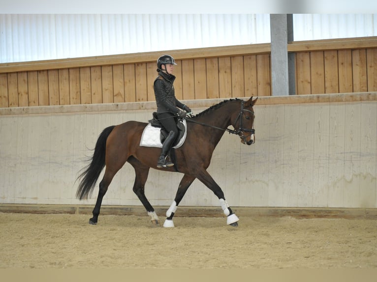 Más caballos centroeuropeos Yegua 4 años 165 cm Castaño in Wellheim