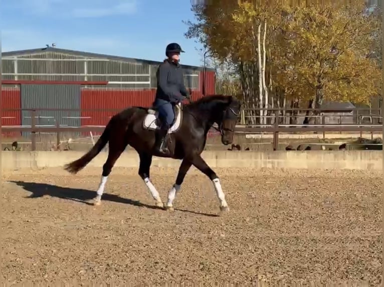 Más caballos centroeuropeos Mestizo Yegua 4 años 165 cm Castaño oscuro in Radviliskis