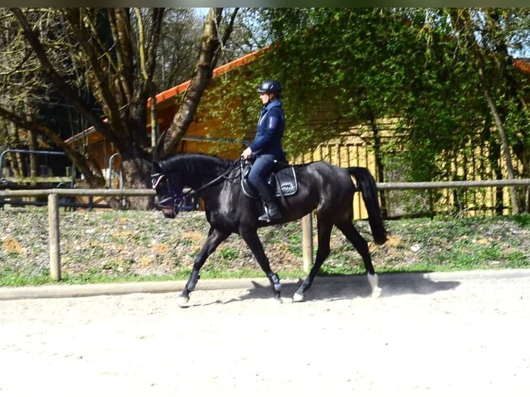 Más caballos centroeuropeos Yegua 4 años 165 cm Morcillo in Wellheim
