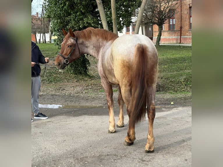Más caballos centroeuropeos Yegua 4 años 165 cm Ruano alazán in Békéscsaba
