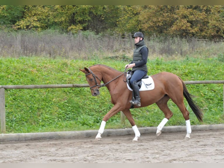 Más caballos centroeuropeos Yegua 4 años 167 cm Alazán in Wellheim