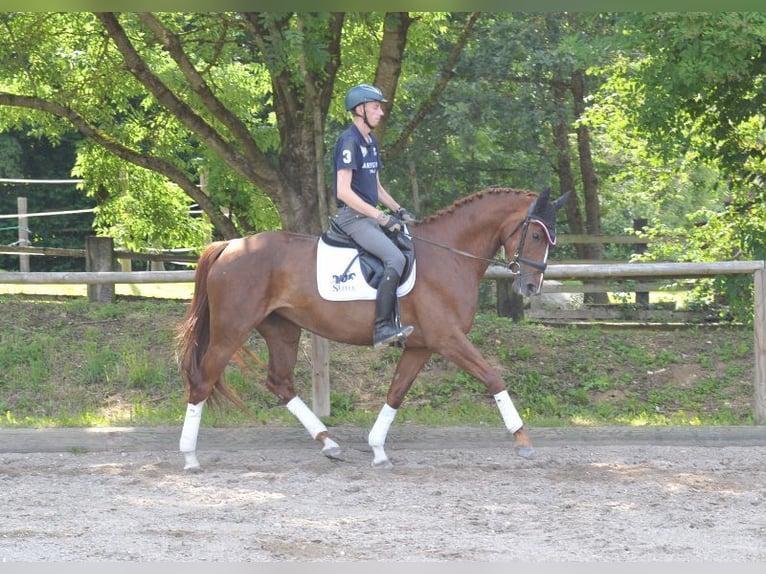 Más caballos centroeuropeos Yegua 4 años 167 cm Alazán in Wellheim