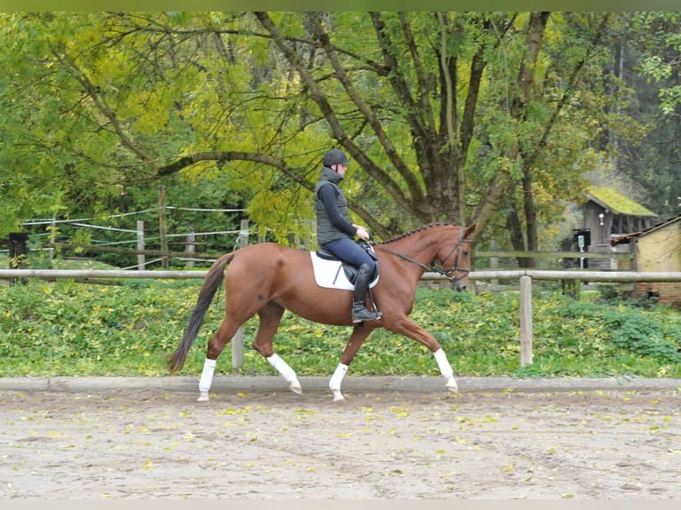 Más caballos centroeuropeos Yegua 4 años 167 cm Alazán-tostado in Wellheim