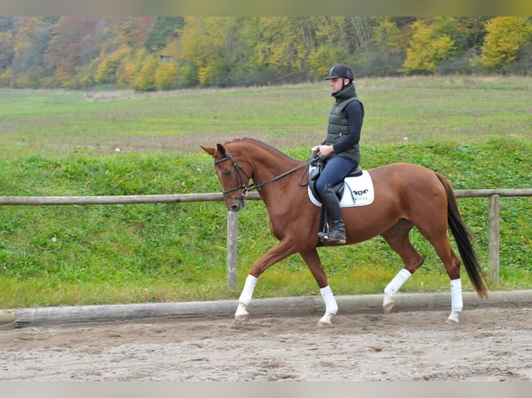 Más caballos centroeuropeos Yegua 4 años 167 cm Alazán-tostado in Wellheim