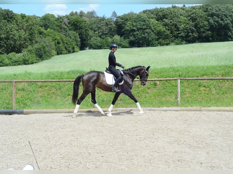 Más caballos centroeuropeos Yegua 4 años 167 cm Morcillo in Wellheim