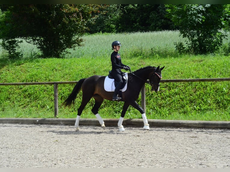 Más caballos centroeuropeos Yegua 4 años 167 cm Morcillo in Wellheim
