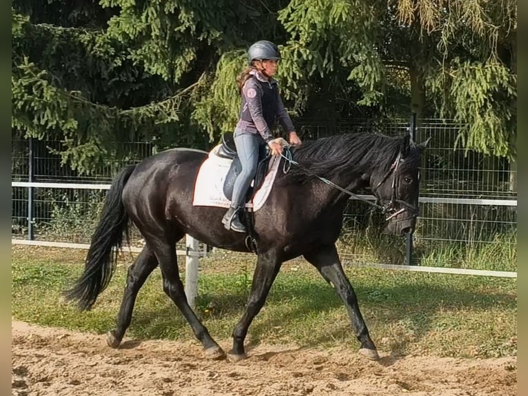 Más caballos centroeuropeos Yegua 4 años 167 cm Negro in Forst