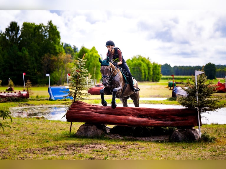 Más caballos centroeuropeos Yegua 4 años 167 cm Tordo in Międzyłęż