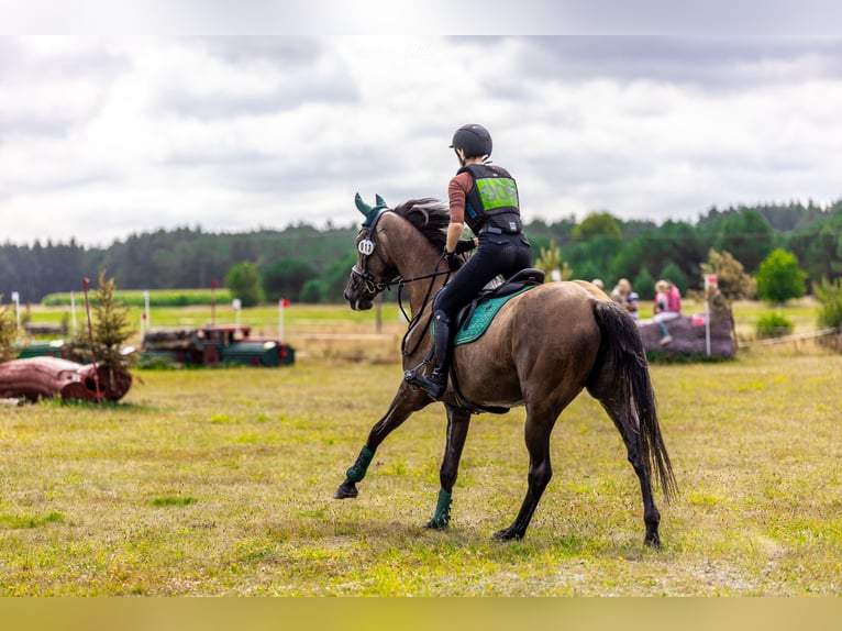 Más caballos centroeuropeos Yegua 4 años 167 cm Tordo in Międzyłęż