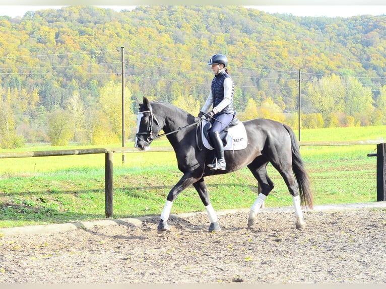 Más caballos centroeuropeos Yegua 4 años 168 cm Negro in Wellheim