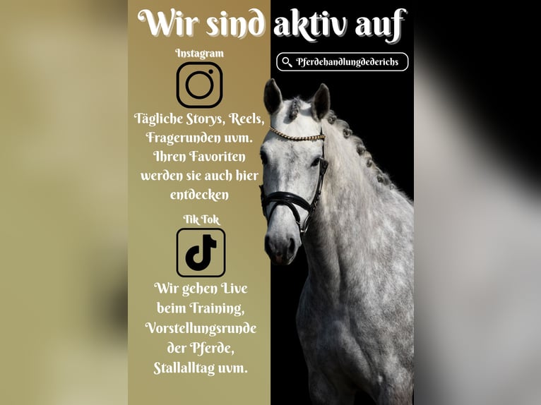 Más caballos centroeuropeos Yegua 4 años 168 cm Tordo rodado in Nettersheim