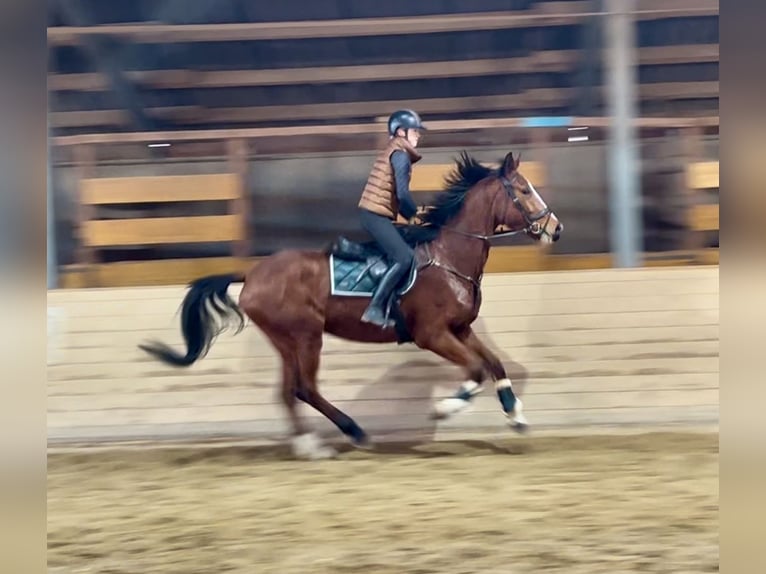 Más caballos centroeuropeos Yegua 4 años 170 cm Castaño claro in Pelmberg