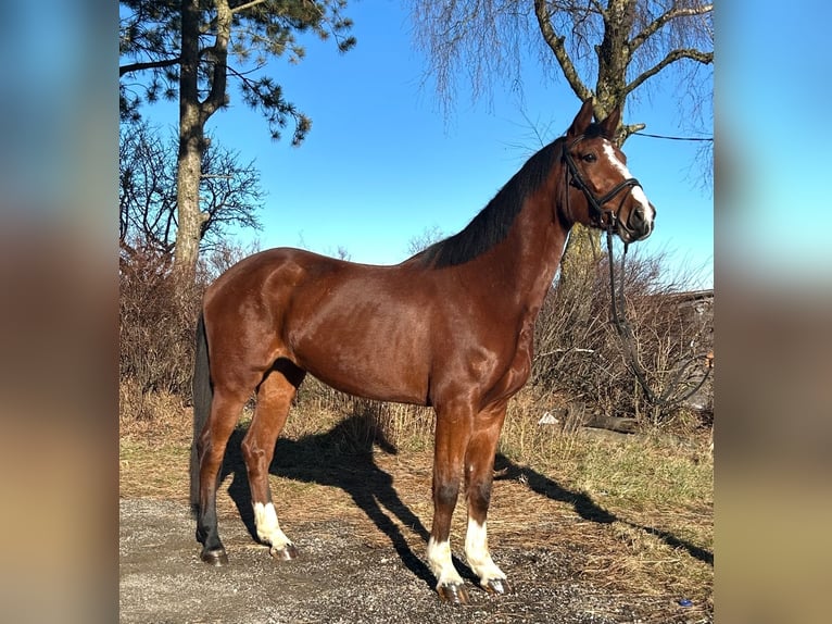 Más caballos centroeuropeos Yegua 4 años 170 cm Castaño claro in Pelmberg