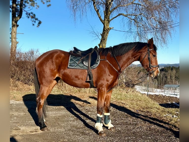 Más caballos centroeuropeos Yegua 4 años 170 cm Castaño claro in Pelmberg