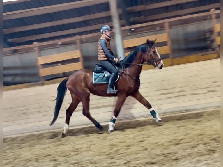 Más caballos centroeuropeos Yegua 4 años 170 cm Castaño claro in Pelmberg