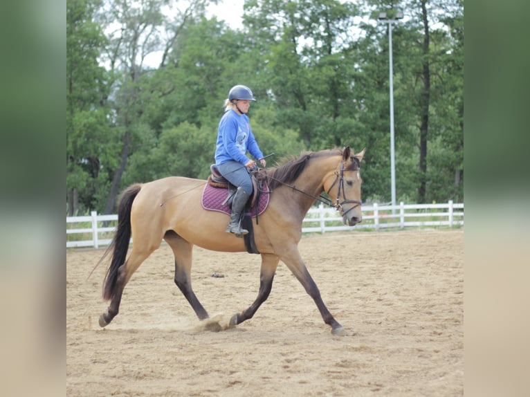 Más caballos centroeuropeos Mestizo Yegua 4 años 172 cm Buckskin/Bayo in Wieżyca