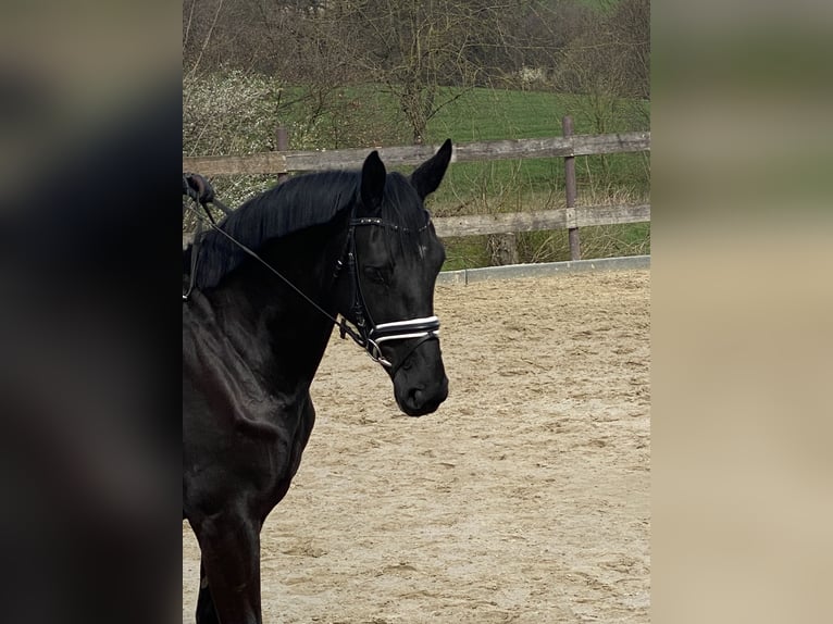 Más caballos centroeuropeos Yegua 4 años 173 cm Negro in Hofgeismar