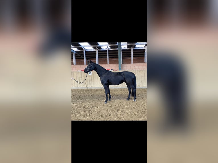 Más caballos centroeuropeos Yegua 4 años 173 cm Negro in Hofgeismar