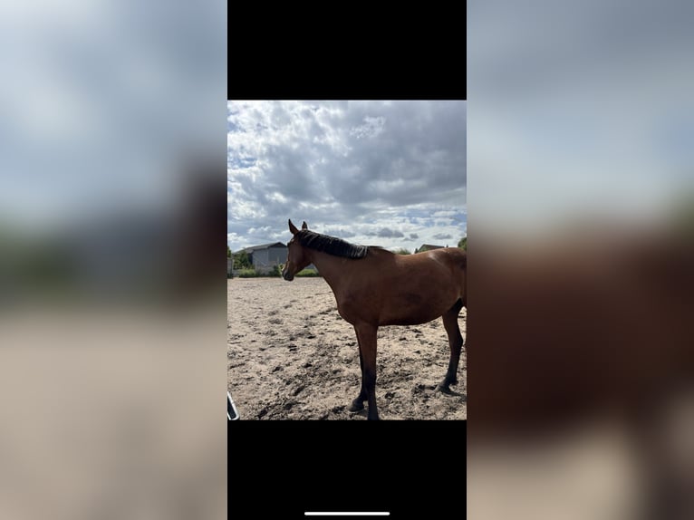 Más caballos centroeuropeos Yegua 4 años 175 cm Castaño in G&#x142;og&#xF3;w